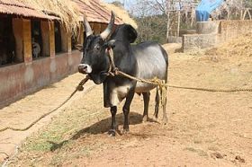 படிமம்:Kangayam 02.JPG
