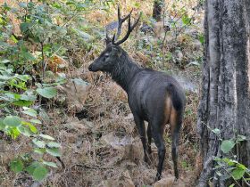 படிமம்:Sambhar deer.jpg