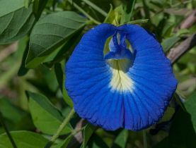 படிமம்:Clitoria ternatea.jpg