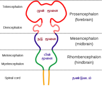 TamilEmbryonicBrain.svg.png