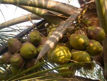 CoconutMandari.JPG