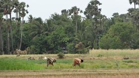 படிமம்:Farming in jaffna.JPG