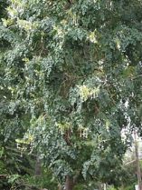படிமம்:Flower tree-malli.jpg