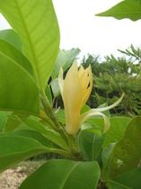 படிமம்:Magnolia champaca2.JPG