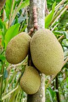 படிமம்:Jackfruit hanging.JPG