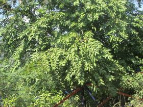 படிமம்:Tree PAALAI (grown).JPG