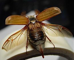 படிமம்:Maybug.jpg