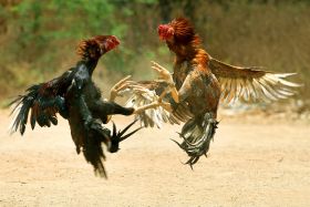 படிமம்:COCK FIGHT.JPG