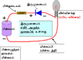 17:07, 7 பெப்பிரவரி 2025 இலிருந்த பதிப்புக்கான சிறு தோற்றம்