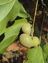 படிமம்:Trewia nudiflora 04.JPG